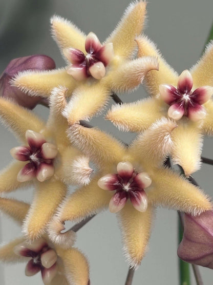Hoya buotii is a rare Philippine endemic Hoya with a fast-growing, slender, wiry climbing habit and attractive elongated green leaves. Mature plants produce clusters of fuzzy, star-shaped flowers, with very pale yellow to creamy petals and a contrasting white to cream corona that becomes red to dark red toward the center. The flowers can reach around 3 cm across and are pleasantly fragrant, with a vanilla-like scent. Young leaves may develop attractive reddish tones under brighter light.