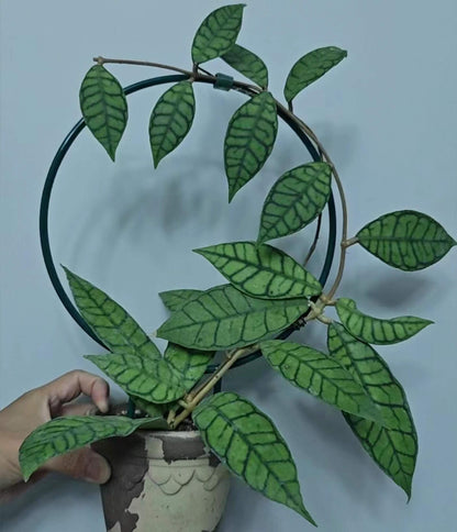 Hoya callistophylla is a striking climbing Hoya native to Borneo, best known for its large, thick, leathery leaves decorated with dramatic dark green veins that form an intricate, map-like pattern. The vines can grow several meters long, making it well suited to a trellis or hanging display. Mature plants produce rounded umbels of approximately 20–40 small, waxy, star-shaped flowers, ranging from pale yellow and cream to brownish-gold, often with contrasting darker centers and a mild fragrance.
