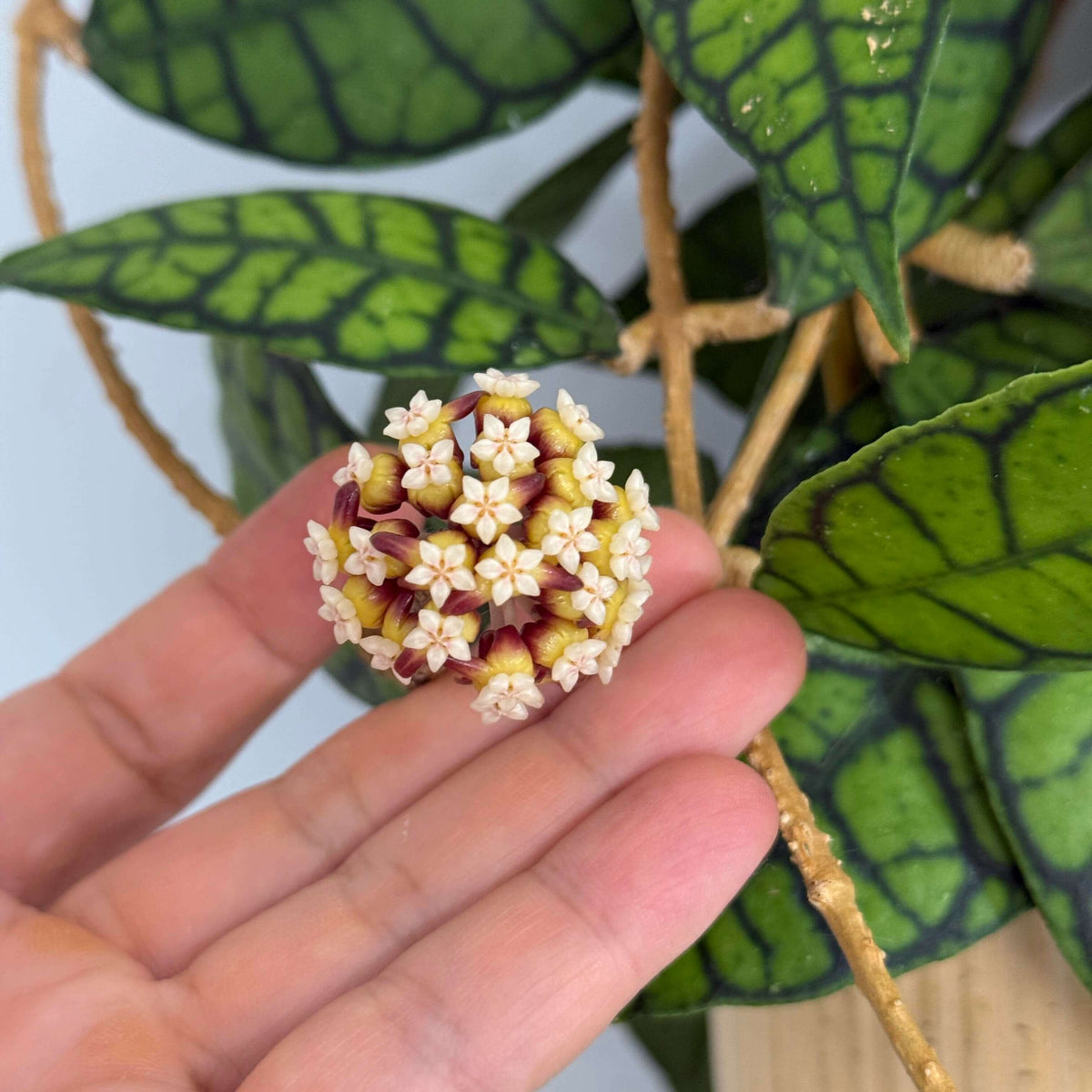 Hoya callistophylla is a striking climbing Hoya native to Borneo, best known for its large, thick, leathery leaves decorated with dramatic dark green veins that form an intricate, map-like pattern. The vines can grow several meters long, making it well suited to a trellis or hanging display. Mature plants produce rounded umbels of approximately 20–40 small, waxy, star-shaped flowers, ranging from pale yellow and cream to brownish-gold, often with contrasting darker centers and a mild fragrance.