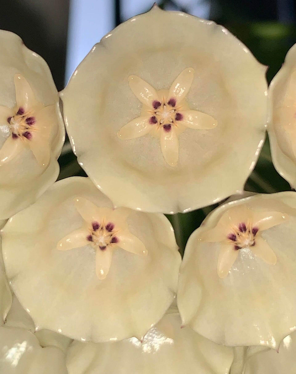 Hoya campanulata is a rare and elegant epiphytic Hoya native to western Malesia, including Borneo, Java, Malaya, and Sumatra, where it grows in wet tropical forests. It develops slender climbing stems with attractive, fleshy green leaves and produces distinctive bell-shaped, waxy flowers, which give the species its name.
