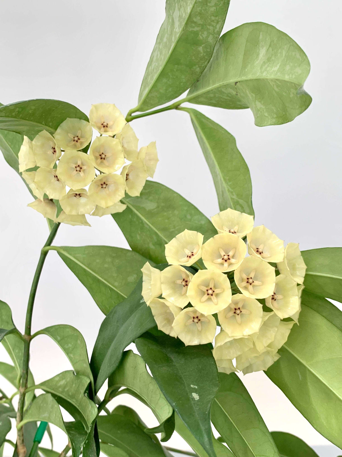 Hoya campanulata is a rare and elegant epiphytic Hoya native to western Malesia, including Borneo, Java, Malaya, and Sumatra, where it grows in wet tropical forests. It develops slender climbing stems with attractive, fleshy green leaves and produces distinctive bell-shaped, waxy flowers, which give the species its name.