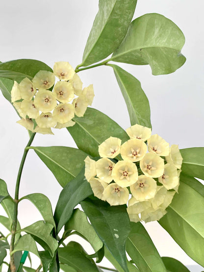 Hoya campanulata is a rare and elegant epiphytic Hoya native to western Malesia, including Borneo, Java, Malaya, and Sumatra, where it grows in wet tropical forests. It develops slender climbing stems with attractive, fleshy green leaves and produces distinctive bell-shaped, waxy flowers, which give the species its name.