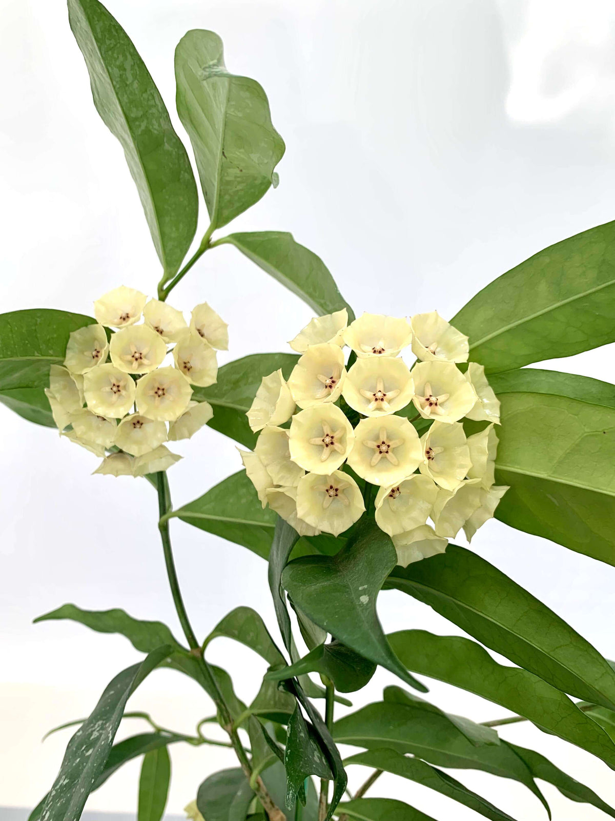 Hoya campanulata is a rare and elegant epiphytic Hoya native to western Malesia, including Borneo, Java, Malaya, and Sumatra, where it grows in wet tropical forests. It develops slender climbing stems with attractive, fleshy green leaves and produces distinctive bell-shaped, waxy flowers, which give the species its name.