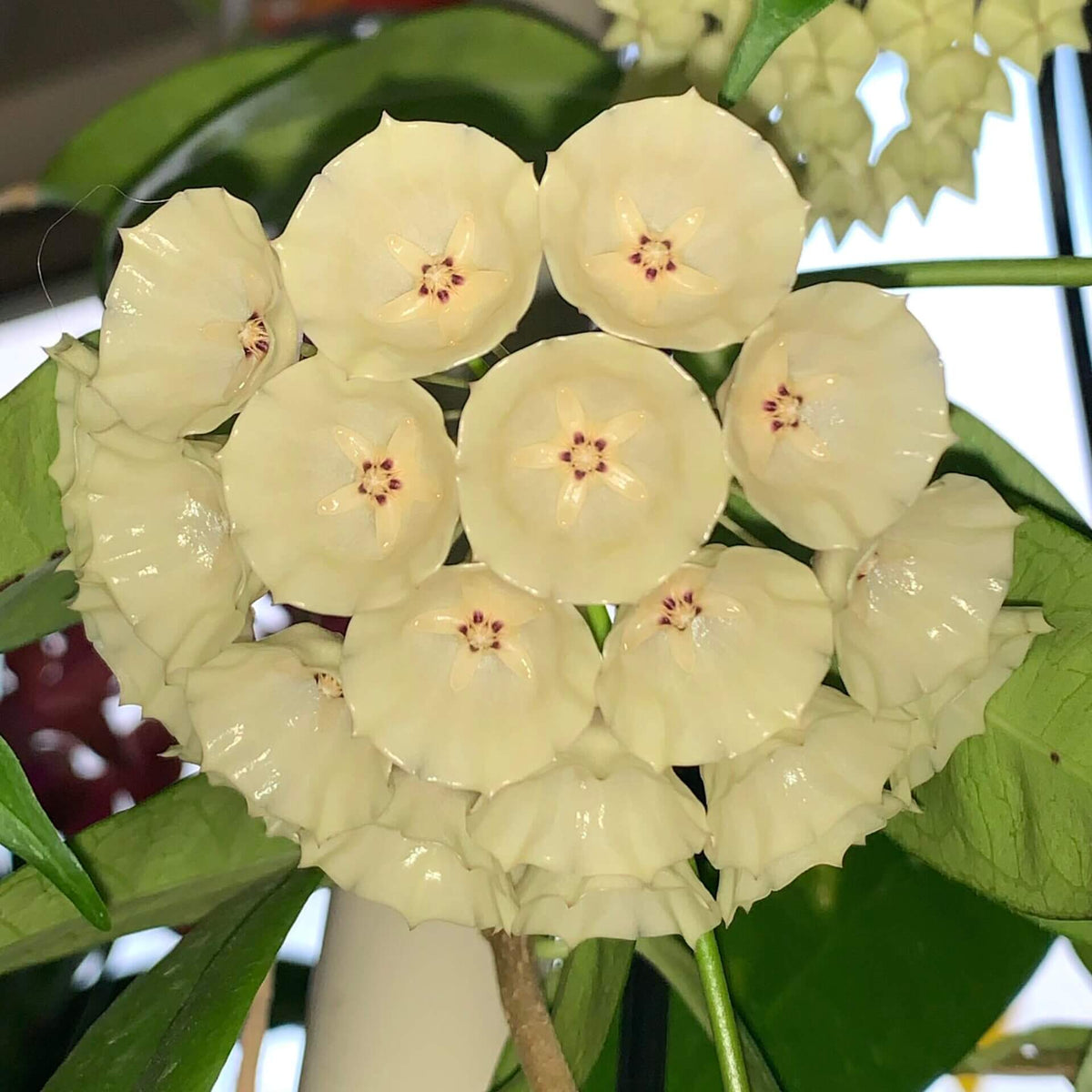 Hoya campanulata is a rare and elegant epiphytic Hoya native to western Malesia, including Borneo, Java, Malaya, and Sumatra, where it grows in wet tropical forests. It develops slender climbing stems with attractive, fleshy green leaves and produces distinctive bell-shaped, waxy flowers, which give the species its name.