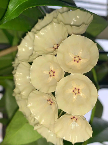 Hoya campanulata is a rare and elegant epiphytic Hoya native to western Malesia, including Borneo, Java, Malaya, and Sumatra, where it grows in wet tropical forests. It develops slender climbing stems with attractive, fleshy green leaves and produces distinctive bell-shaped, waxy flowers, which give the species its name.