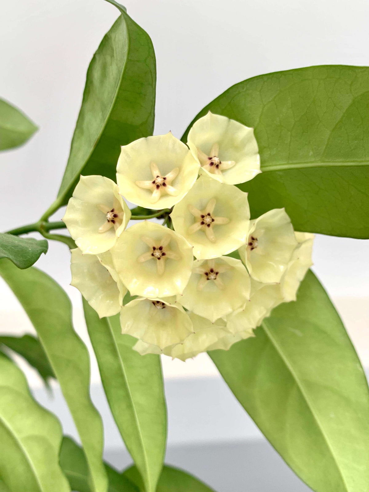 Hoya campanulata is a rare and elegant epiphytic Hoya native to western Malesia, including Borneo, Java, Malaya, and Sumatra, where it grows in wet tropical forests. It develops slender climbing stems with attractive, fleshy green leaves and produces distinctive bell-shaped, waxy flowers, which give the species its name.