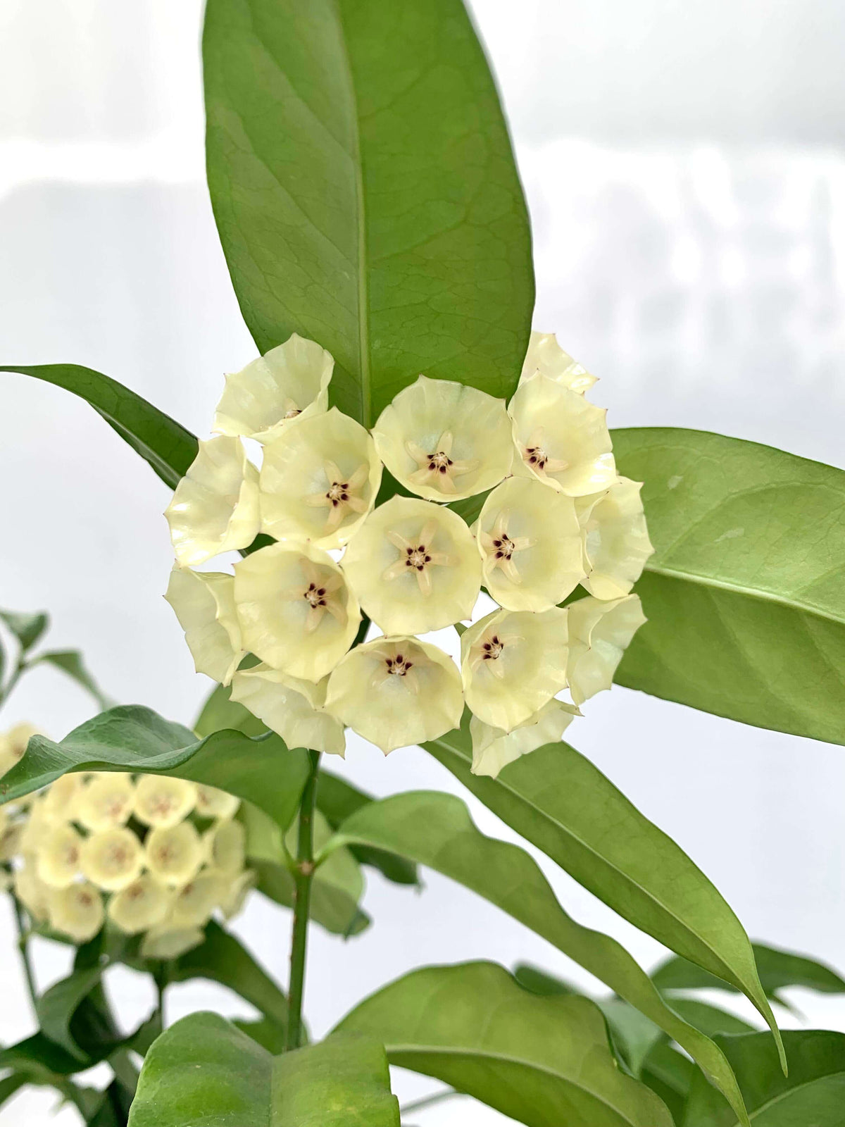 Hoya campanulata is a rare and elegant epiphytic Hoya native to western Malesia, including Borneo, Java, Malaya, and Sumatra, where it grows in wet tropical forests. It develops slender climbing stems with attractive, fleshy green leaves and produces distinctive bell-shaped, waxy flowers, which give the species its name.