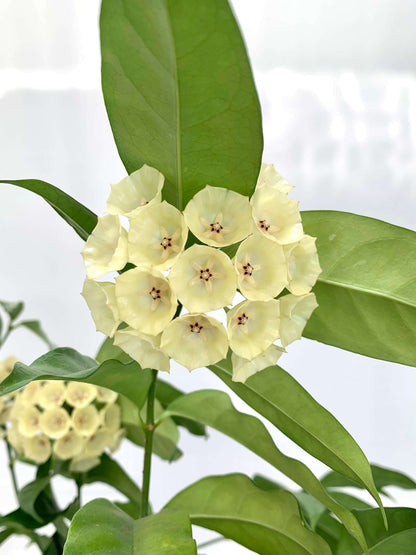 Hoya campanulata is a rare and elegant epiphytic Hoya native to western Malesia, including Borneo, Java, Malaya, and Sumatra, where it grows in wet tropical forests. It develops slender climbing stems with attractive, fleshy green leaves and produces distinctive bell-shaped, waxy flowers, which give the species its name.