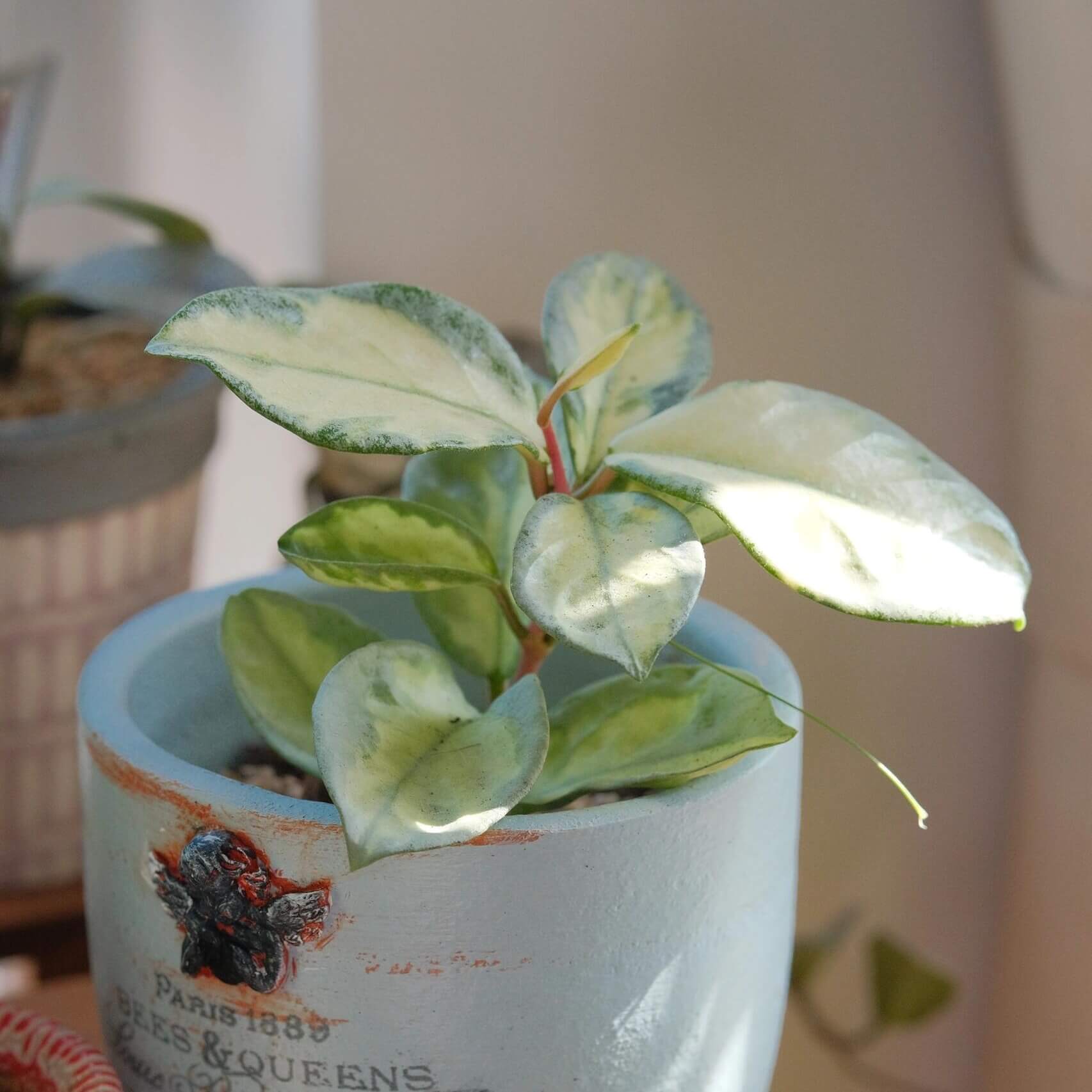 Hoya carnosa 'Argentea Princess' has heart-shaped leaves with yellow variegation at the center and edges in soft green and silver tones. It has a compact, trailing growth habit, making it ideal for hanging baskets or shelf displays.
