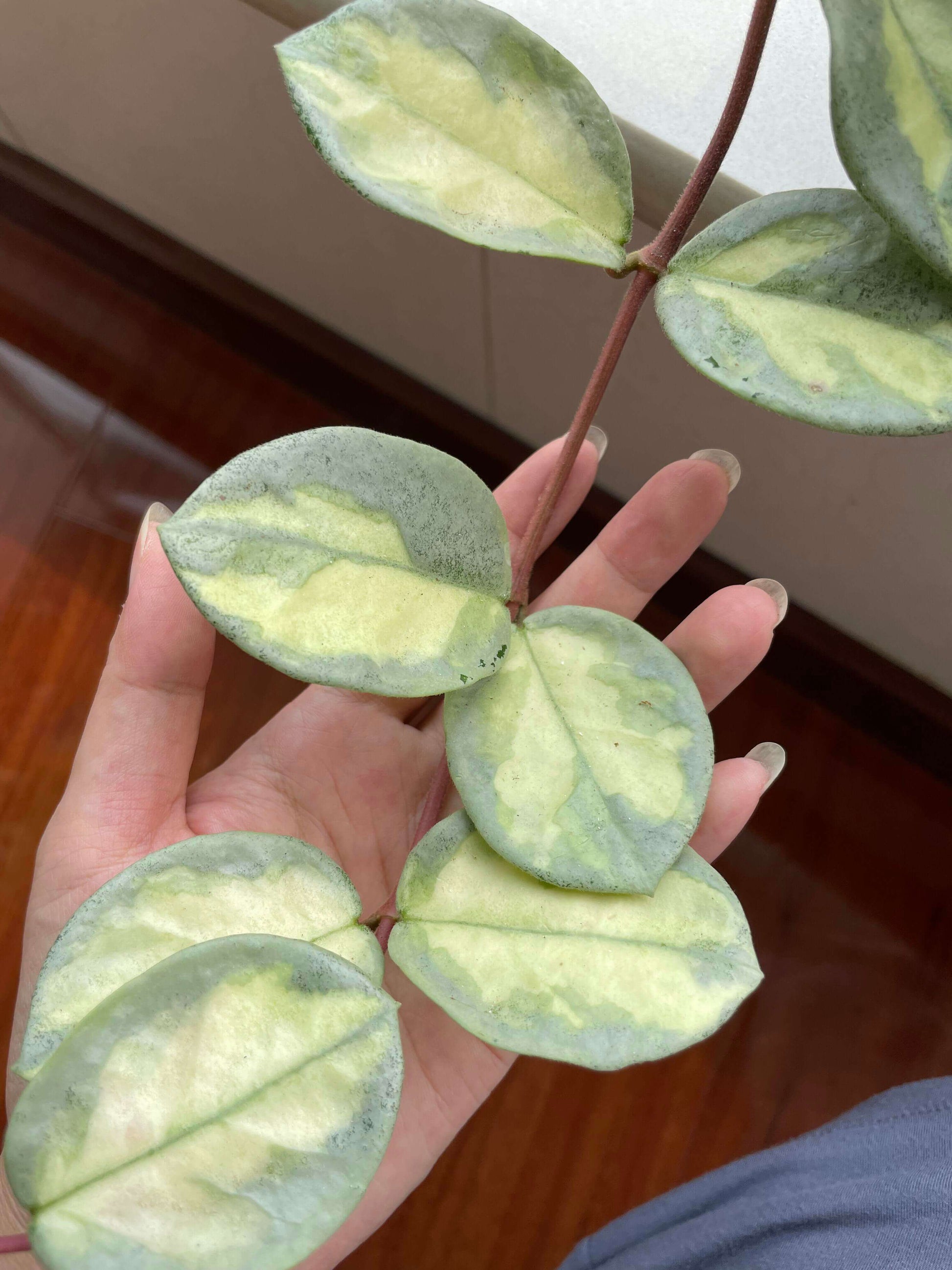 Hoya carnosa 'Argentea Princess' has heart-shaped leaves with yellow variegation at the center and edges in soft green and silver tones. It has a compact, trailing growth habit, making it ideal for hanging baskets or shelf displays.