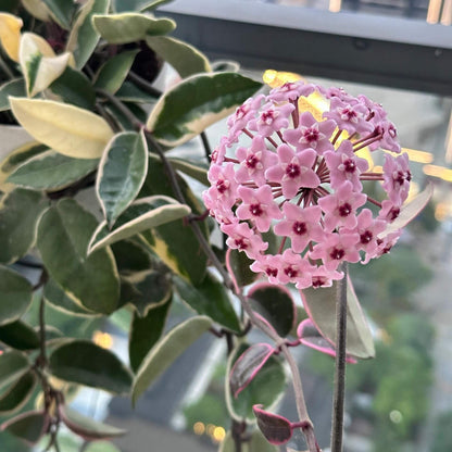 Hoya carnosa Krinkle Albomarginata Outer Variegated is a beautiful cultivar featuring outer-margin variegation, where the lighter coloring appears along the edges of the leaves rather than the inner parts. Derived from Hoya carnosa ‘Krinkle’, it shares the same distinctive dimpled leaves with 6–10 indentations and a crinkled texture, but stands out for its creamy or pale yellow margins that elegantly frame the deep green centers, adding a refined and decorative touch to its foliage.