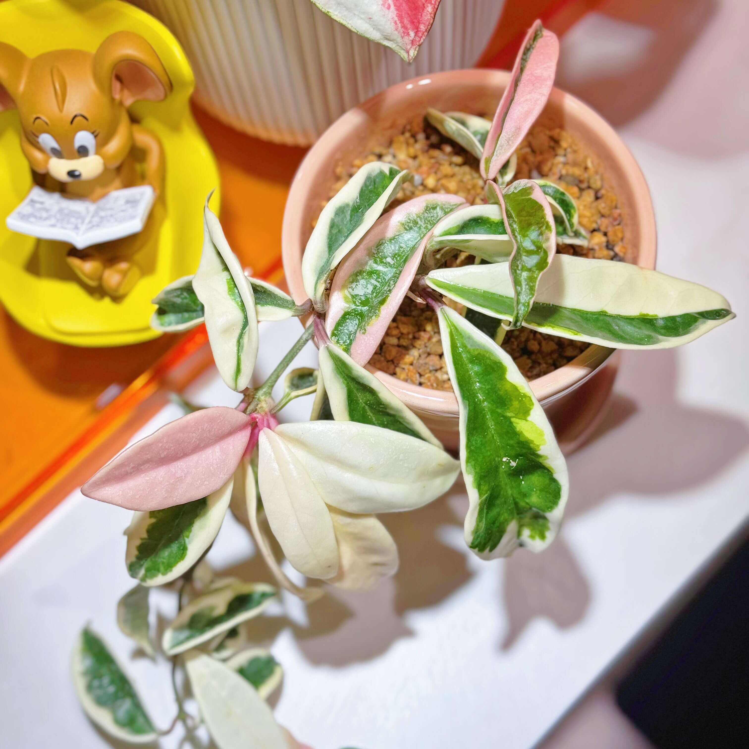 Hoya carnosa Krinkle Albomarginata Outer Variegated for Sale