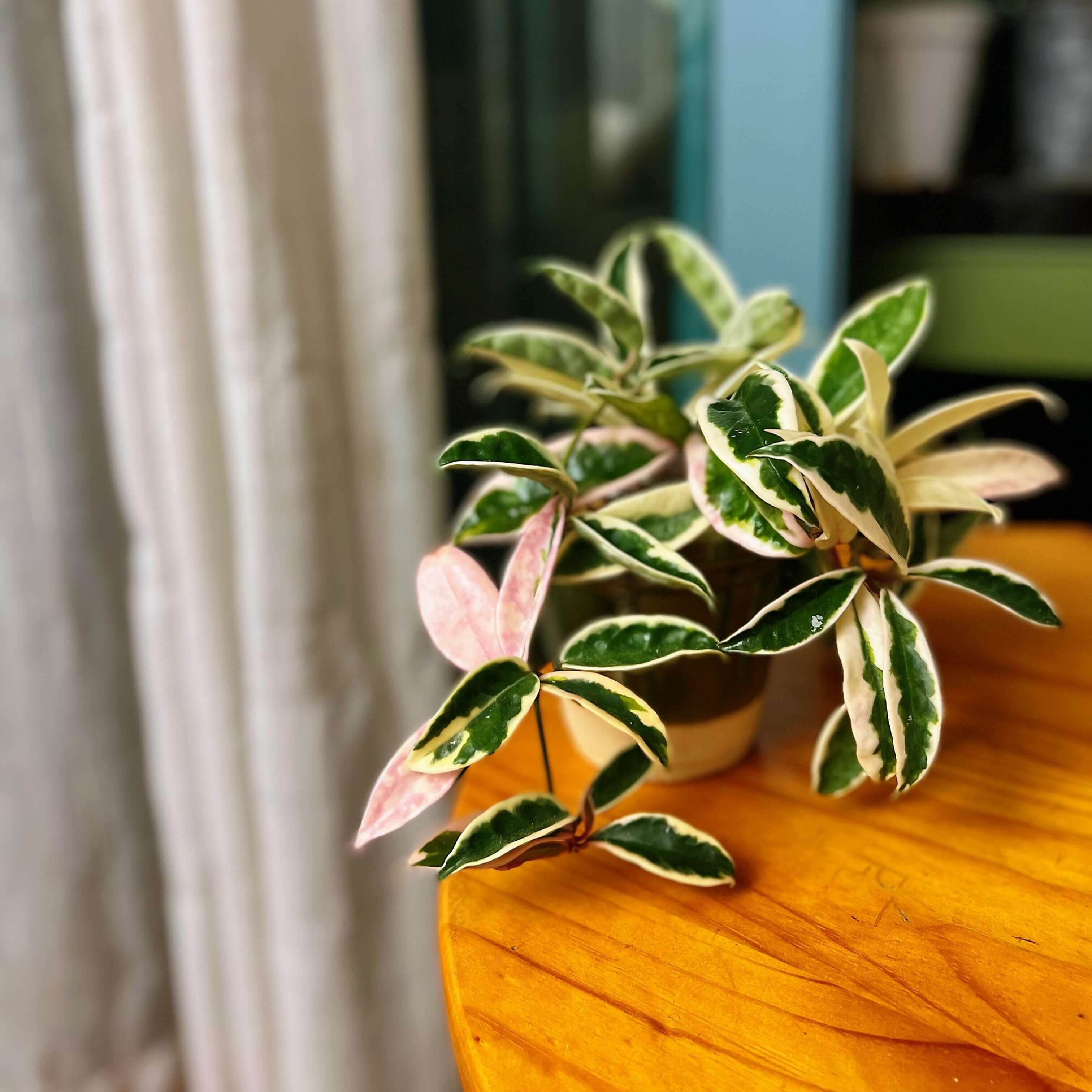 Hoya carnosa Krinkle Albomarginata Outer Variegated for Sale
