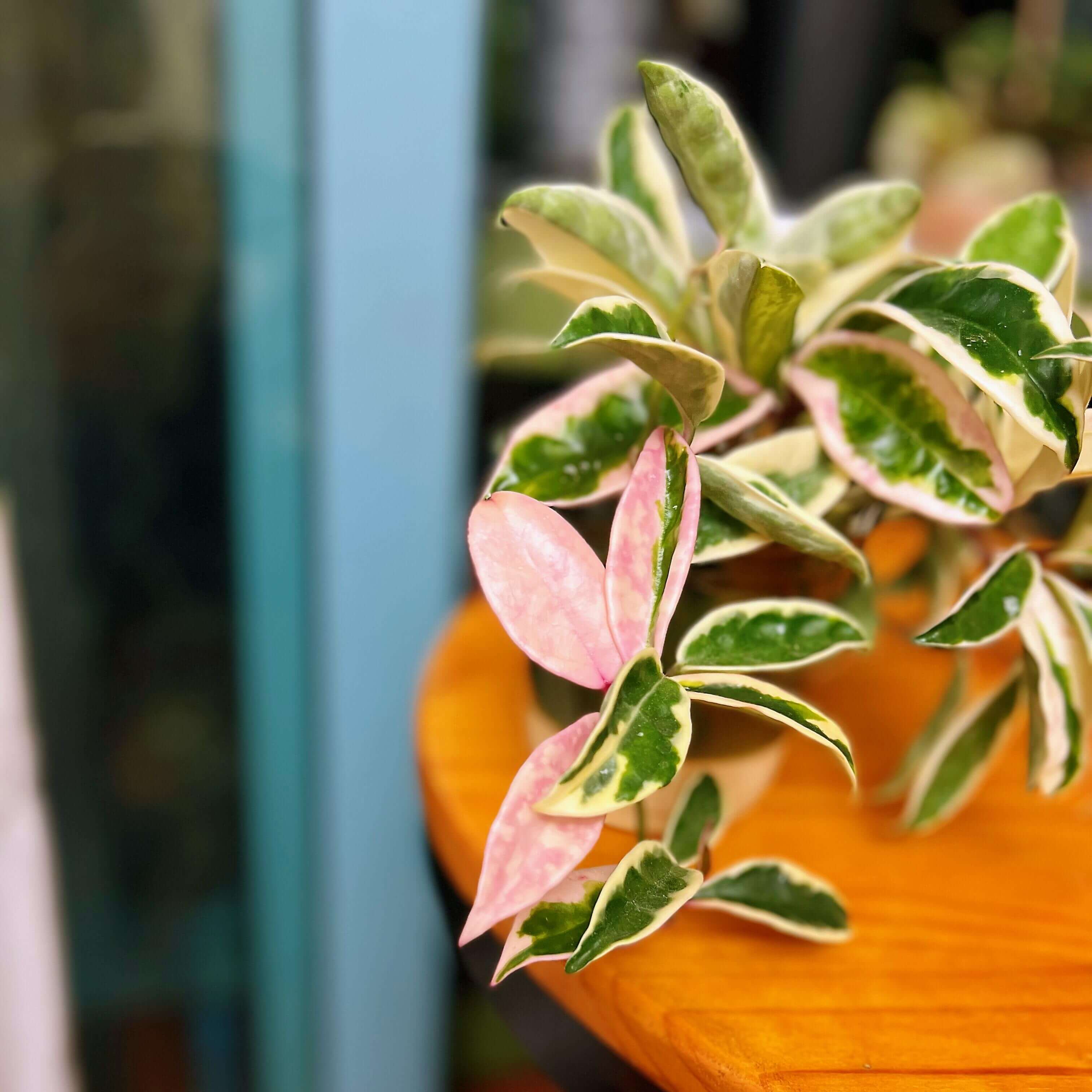 Hoya carnosa Krinkle Albomarginata Outer Variegated for Sale