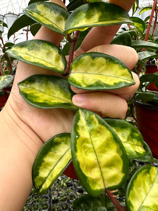 Hoya carnosa Krinkle Inner Variegated is a beautiful cultivar featuring inner-variegation, where the lighter coloring appears in the center of the leaves rather than along the edges. Derived from Hoya carnosa ‘Krinkle’, it shares the same distinctive dimpled leaves with 6–10 indentations and a crinkled texture, but stands out for its creamy or pale yellow inner variegation framed by deep green leaf margins, creating a unique and elegant contrast that enhances its decorative appeal.
