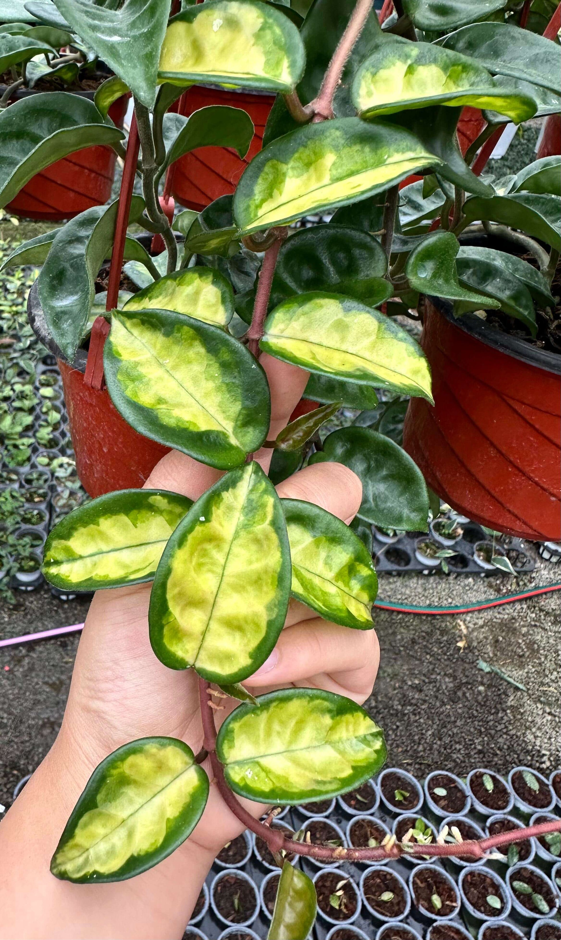 Hoya carnosa Krinkle Inner Variegated is a beautiful cultivar featuring inner-variegation, where the lighter coloring appears in the center of the leaves rather than along the edges. Derived from Hoya carnosa ‘Krinkle’, it shares the same distinctive dimpled leaves with 6–10 indentations and a crinkled texture, but stands out for its creamy or pale yellow inner variegation framed by deep green leaf margins, creating a unique and elegant contrast that enhances its decorative appeal.