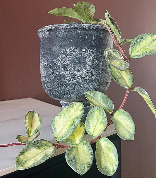 Hoya carnosa 'Argentea Princess' has heart-shaped leaves with yellow variegation at the center and edges in soft green and silver tones. It has a compact, trailing growth habit, making it ideal for hanging baskets or shelf displays.
