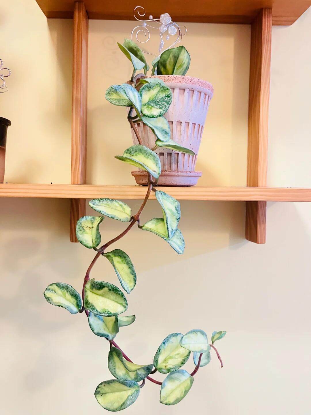 Hoya carnosa 'Argentea Princess' has heart-shaped leaves with yellow variegation at the center and edges in soft green and silver tones. It has a compact, trailing growth habit, making it ideal for hanging baskets or shelf displays.