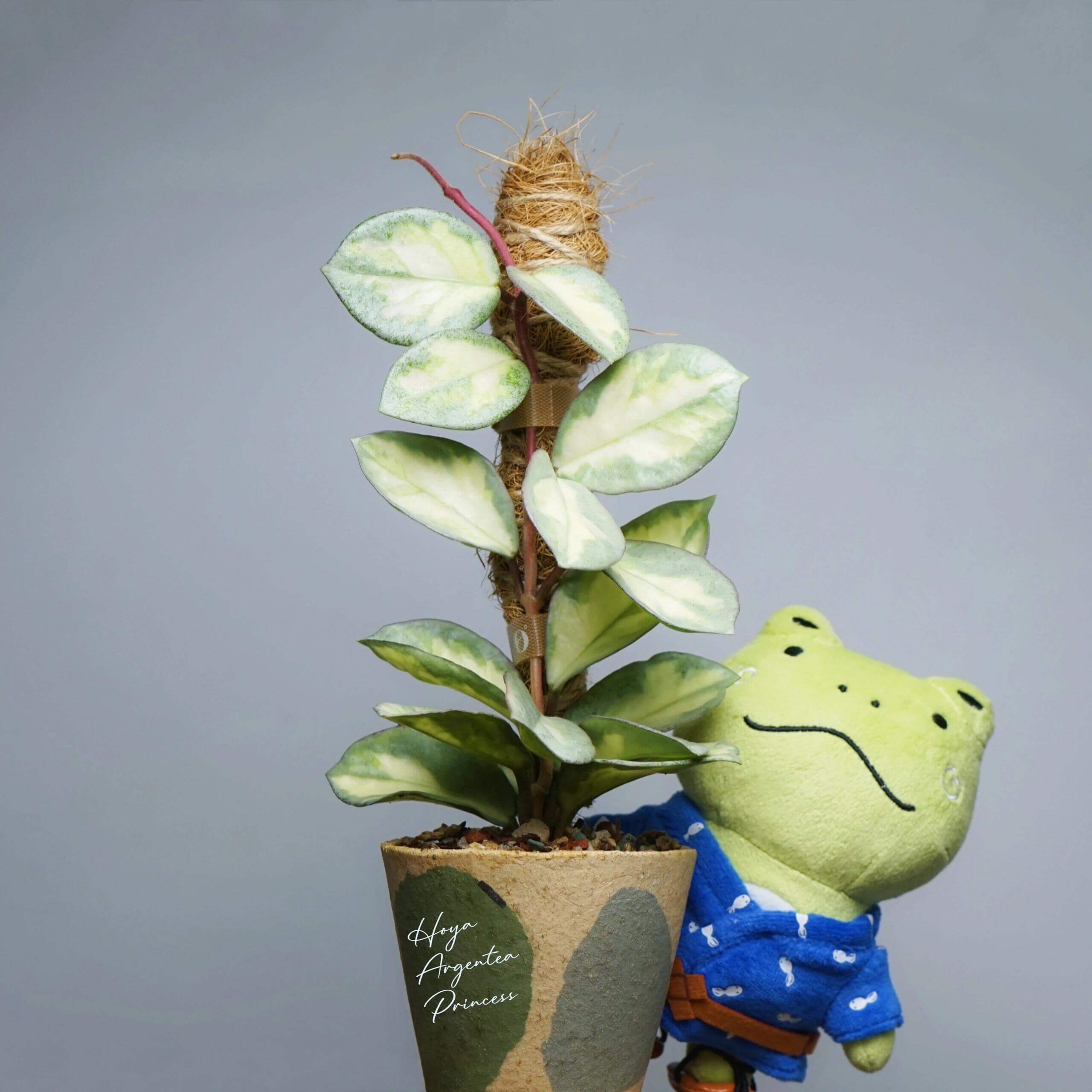 Hoya carnosa 'Argentea Princess' for Sale – Begin With Plants