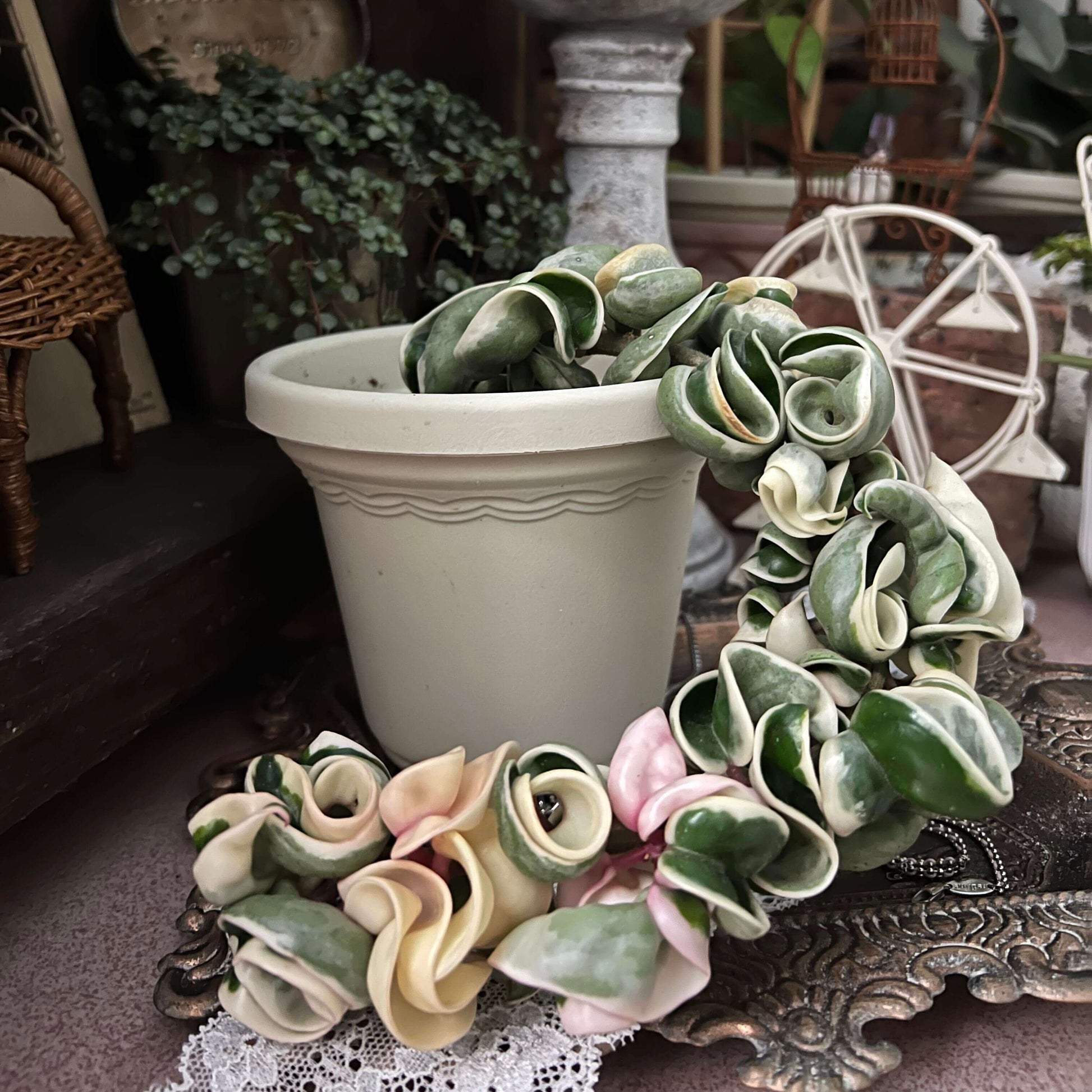 Hoya carnosa ‘Compacta Albomarginata’ is a variegated form of Hoya carnosa compacta (commonly known as “Hindu Rope”), featuring outer variegation with green centers and creamy white or pale-yellow margins that highlight the plant’s tightly curled, rope-like leaves.