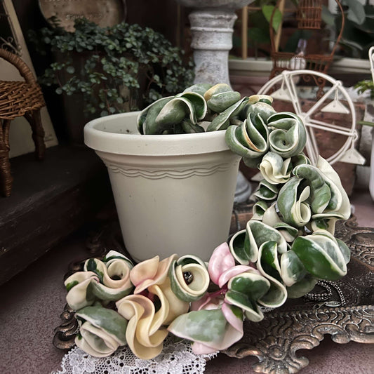 Hoya carnosa ‘Compacta Albomarginata’ is a variegated form of Hoya carnosa compacta (commonly known as “Hindu Rope”), featuring outer variegation with green centers and creamy white or pale-yellow margins that highlight the plant’s tightly curled, rope-like leaves.