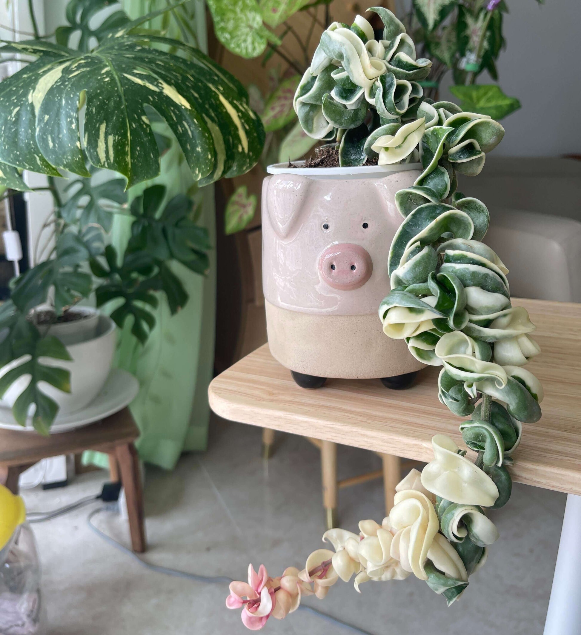 Hoya carnosa ‘Compacta Albomarginata’ is a variegated form of Hoya carnosa compacta (commonly known as “Hindu Rope”), featuring outer variegation with green centers and creamy white or pale-yellow margins that highlight the plant’s tightly curled, rope-like leaves.