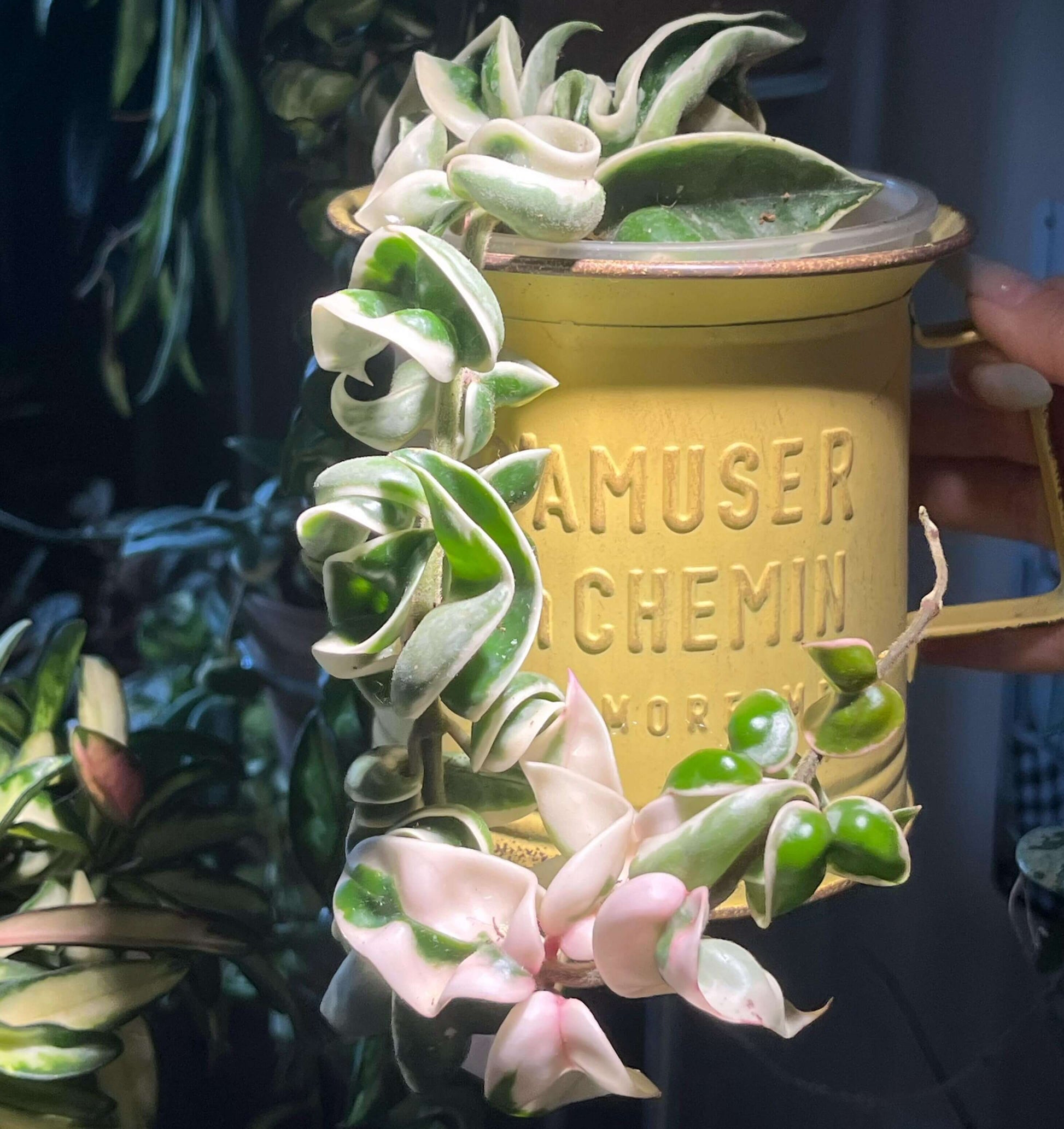 Hoya carnosa ‘Compacta Albomarginata’ is a variegated form of Hoya carnosa compacta (commonly known as “Hindu Rope”), featuring outer variegation with green centers and creamy white or pale-yellow margins that highlight the plant’s tightly curled, rope-like leaves.