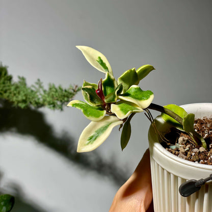 Hoya carnosa ‘Holliana’ is a rare and attractive cultivar of Hoya carnosa, featuring small, rippled green leaves with creamy white or pale yellow margins, giving the foliage a soft, elegant variegation.