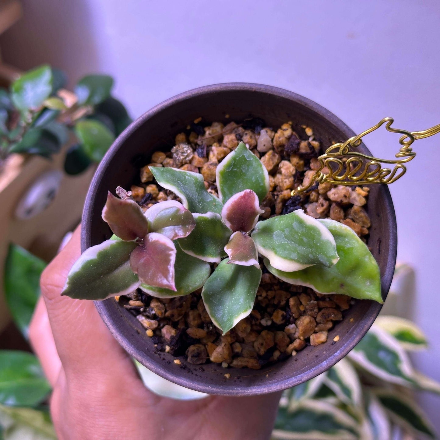 Hoya carnosa ‘Holliana’ is a rare and attractive cultivar of Hoya carnosa, featuring small, rippled green leaves with creamy white or pale yellow margins, giving the foliage a soft, elegant variegation.