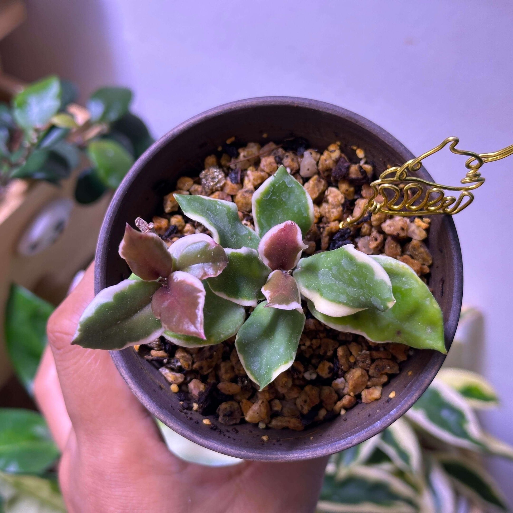 Hoya carnosa ‘Holliana’ is a rare and attractive cultivar of Hoya carnosa, featuring small, rippled green leaves with creamy white or pale yellow margins, giving the foliage a soft, elegant variegation.