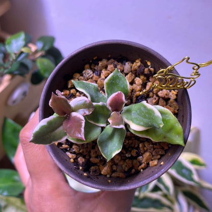 Hoya carnosa ‘Holliana’ is a rare and attractive cultivar of Hoya carnosa, featuring small, rippled green leaves with creamy white or pale yellow margins, giving the foliage a soft, elegant variegation.