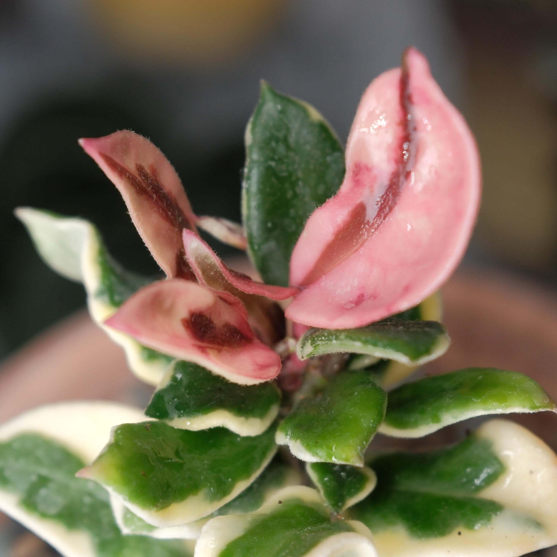 Hoya carnosa ‘Holliana’ is a rare and attractive cultivar of Hoya carnosa, featuring small, rippled green leaves with creamy white or pale yellow margins, giving the foliage a soft, elegant variegation.
