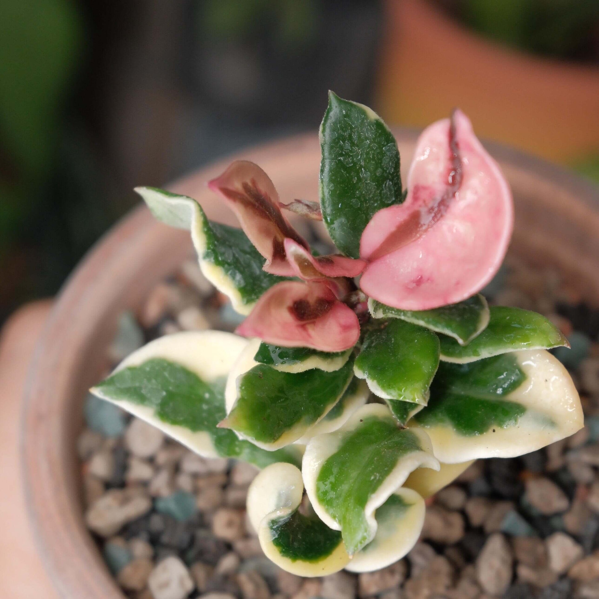 Hoya carnosa ‘Holliana’ is a rare and attractive cultivar of Hoya carnosa, featuring small, rippled green leaves with creamy white or pale yellow margins, giving the foliage a soft, elegant variegation.