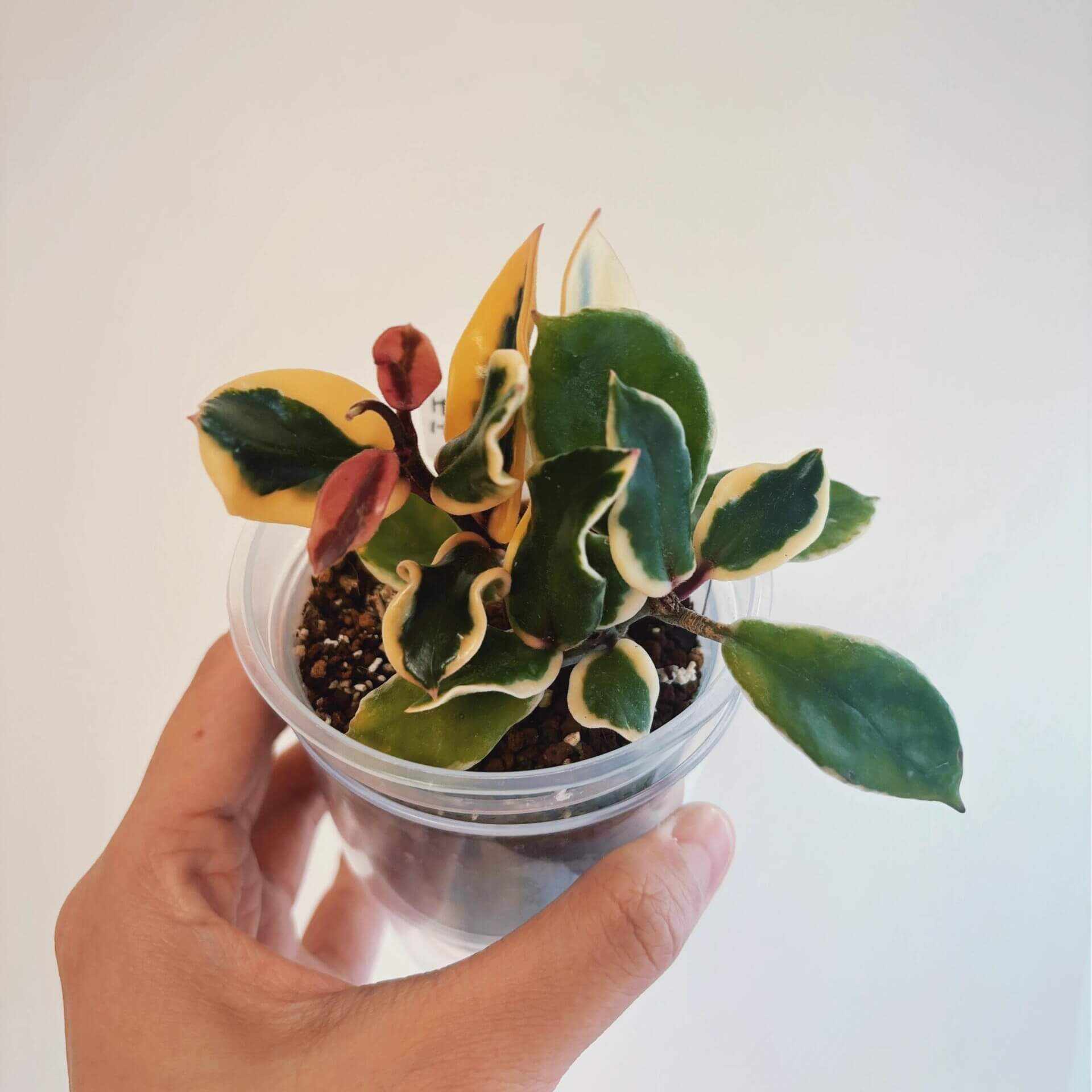 Hoya carnosa ‘Holliana’ is a rare and attractive cultivar of Hoya carnosa, featuring small, rippled green leaves with creamy white or pale yellow margins, giving the foliage a soft, elegant variegation.