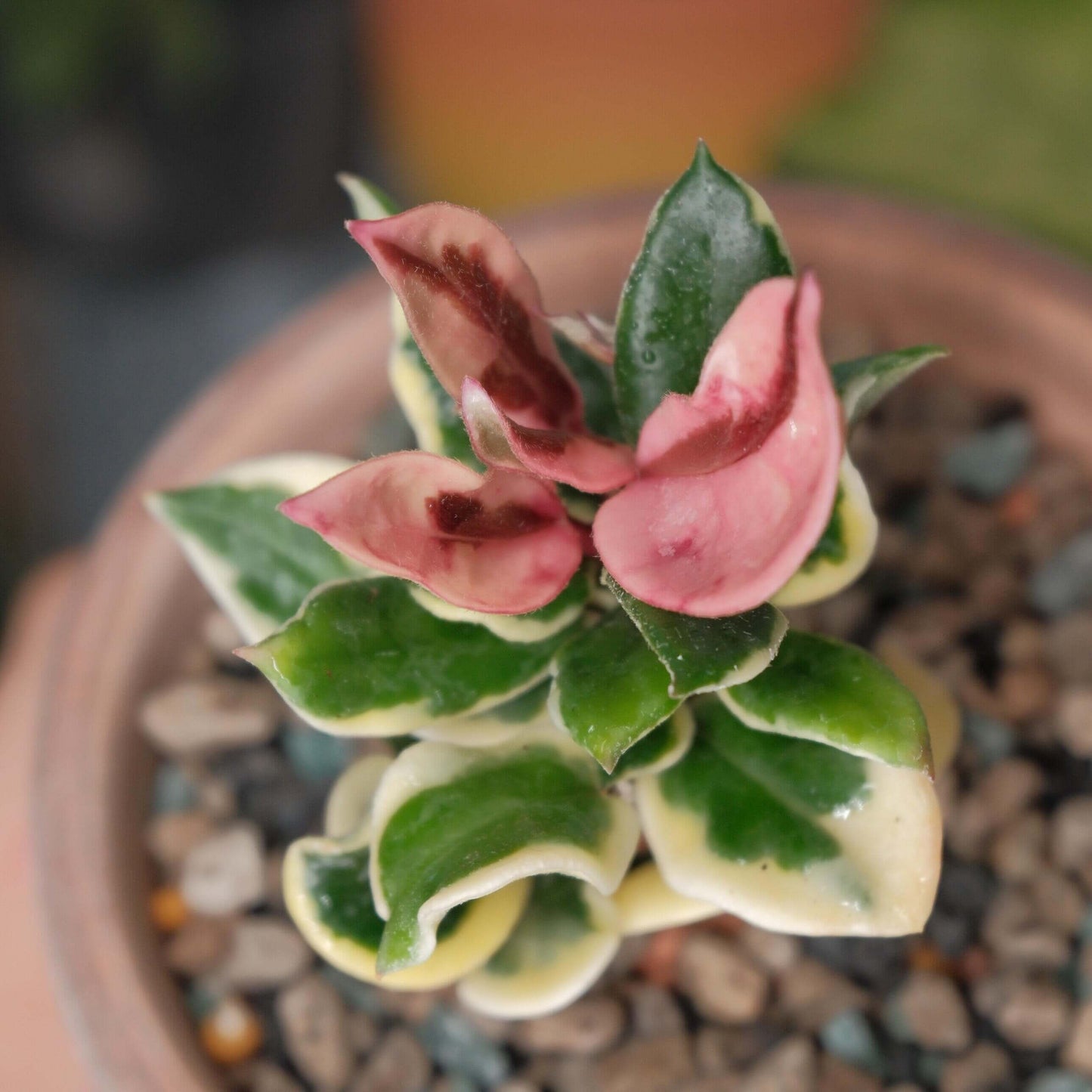 Hoya carnosa ‘Holliana’ is a rare and attractive cultivar of Hoya carnosa, featuring small, rippled green leaves with creamy white or pale yellow margins, giving the foliage a soft, elegant variegation.