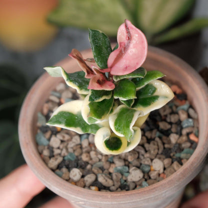 Hoya carnosa ‘Holliana’ is a rare and attractive cultivar of Hoya carnosa, featuring small, rippled green leaves with creamy white or pale yellow margins, giving the foliage a soft, elegant variegation.