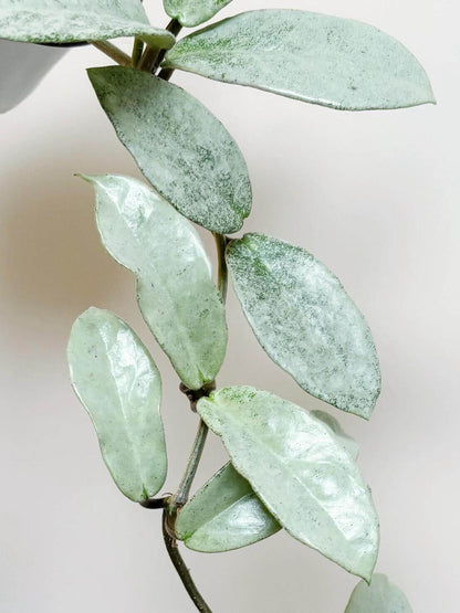 Hoya carnosa ‘Nova Ghost’ is a captivating and rare cultivar of the Hoya carnosa group, prized for its silvery-green foliage that often appears ghost-like under the light. New leaves emerge pale and frosty, then mature to a muted silver-green with waxy texture. It is believed to be a reverting form of the cultivar ‘Argentea Princess’. In ideal conditions, it produces clusters of fragrant, star-shaped Hoya flowers.