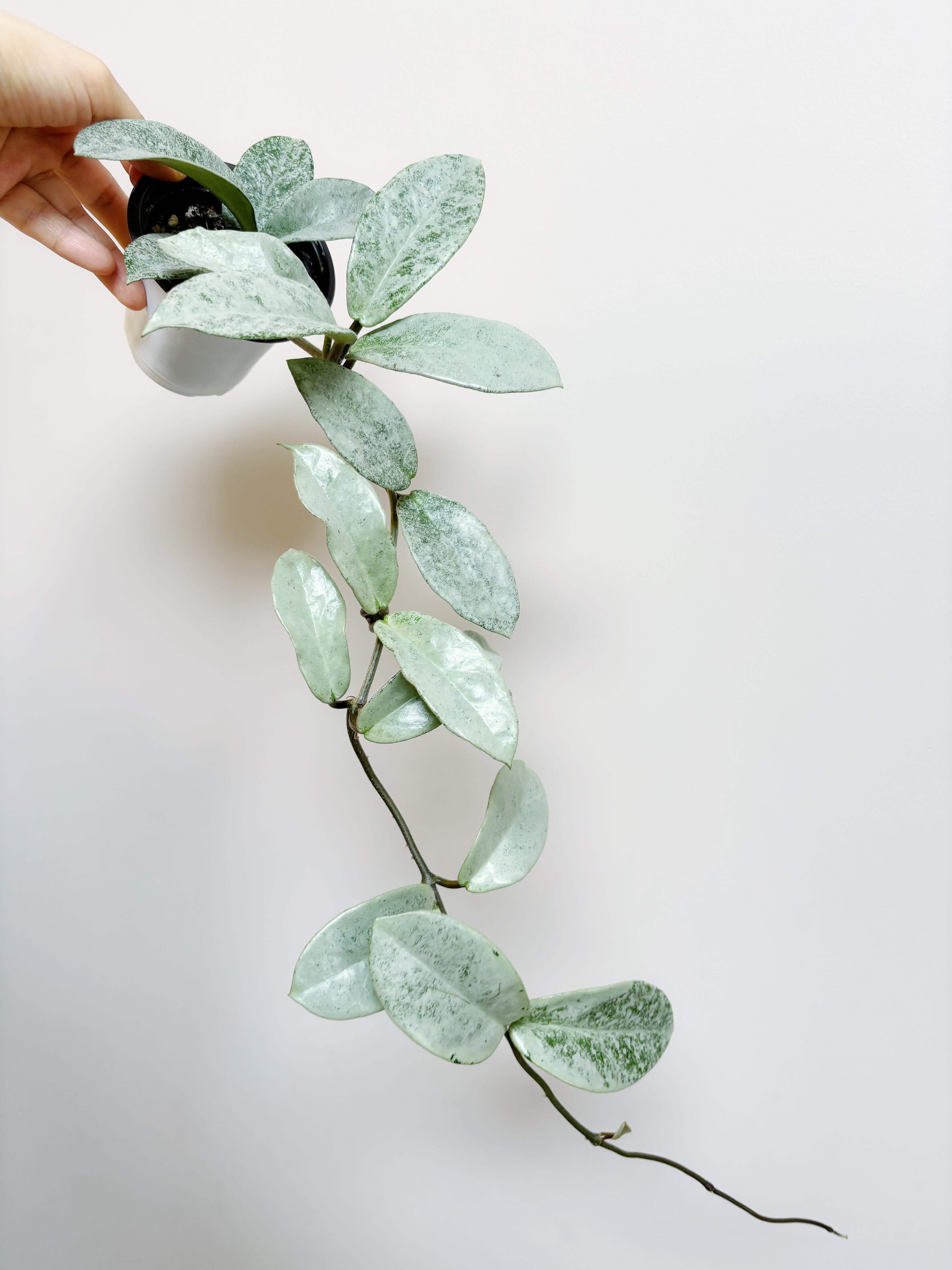 Hoya carnosa 'Nova Ghost' for Sale – Begin With Plants
