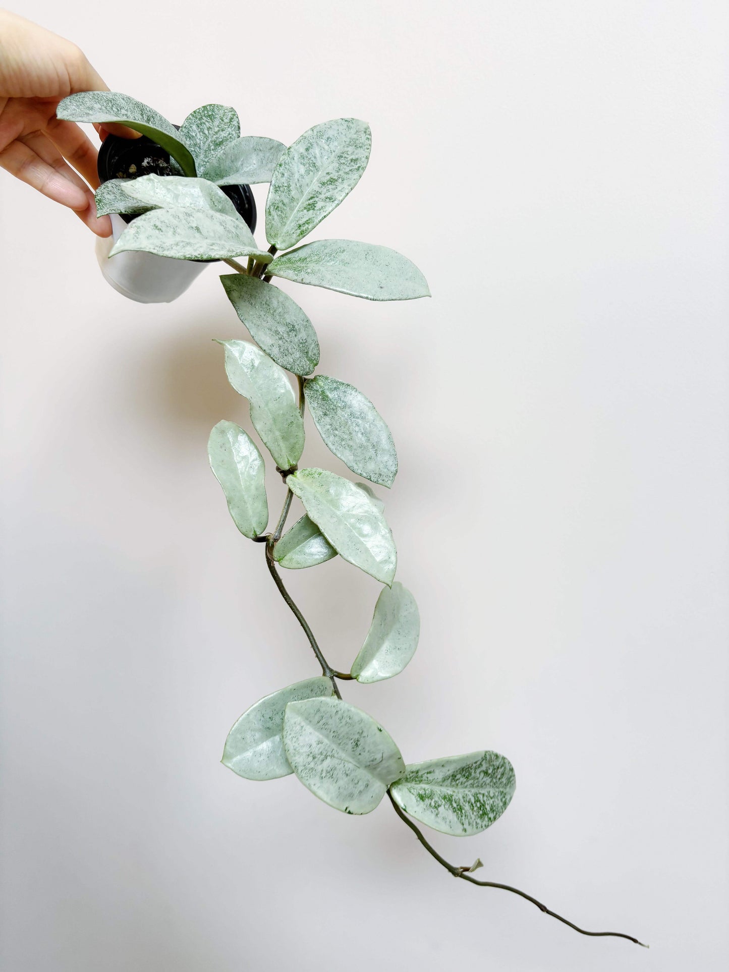Hoya carnosa ‘Nova Ghost’ is a captivating and rare cultivar of the Hoya carnosa group, prized for its silvery-green foliage that often appears ghost-like under the light. New leaves emerge pale and frosty, then mature to a muted silver-green with waxy texture. It is believed to be a reverting form of the cultivar ‘Argentea Princess’. In ideal conditions, it produces clusters of fragrant, star-shaped Hoya flowers.