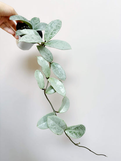 Hoya carnosa ‘Nova Ghost’ is a captivating and rare cultivar of the Hoya carnosa group, prized for its silvery-green foliage that often appears ghost-like under the light. New leaves emerge pale and frosty, then mature to a muted silver-green with waxy texture. It is believed to be a reverting form of the cultivar ‘Argentea Princess’. In ideal conditions, it produces clusters of fragrant, star-shaped Hoya flowers.