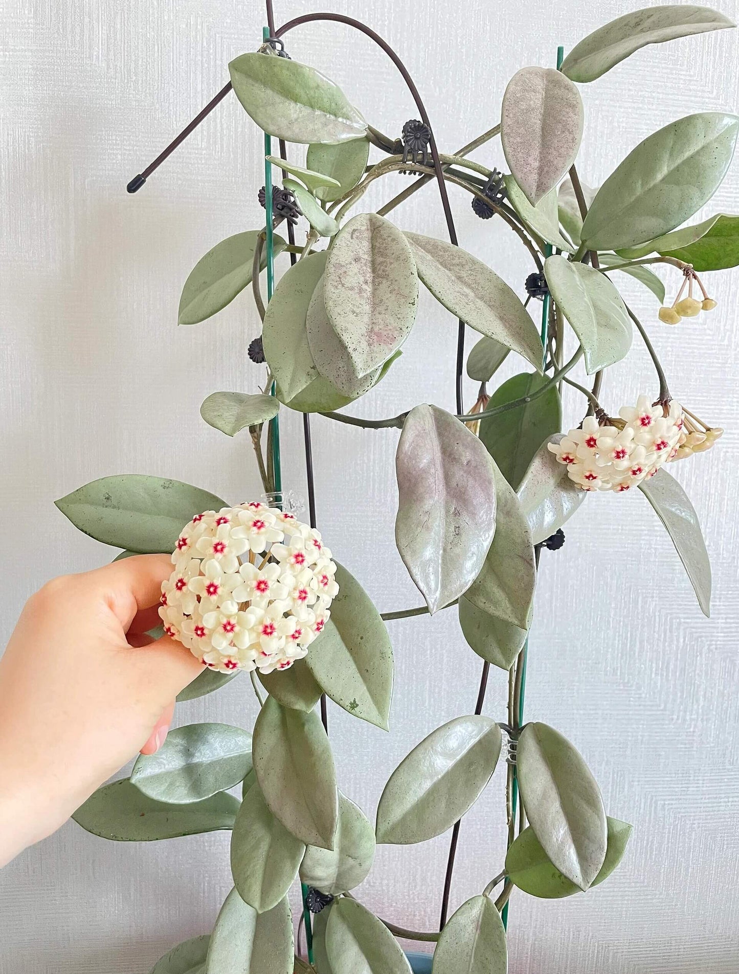 Hoya carnosa ‘Wilbur Graves Silver’ is a rare and highly sought-after cultivar distinguished by its nearly all-silver foliage, showing minimal to no green on the leaf surface. The thick, waxy leaves have a soft metallic sheen, giving the plant a striking, ghostly appearance under light. This almost completely silver form stands out from typical Hoya carnosa types for its unique coloration and elegant texture.