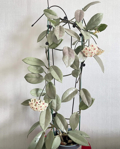Hoya carnosa ‘Wilbur Graves Silver’ is a rare and highly sought-after cultivar distinguished by its nearly all-silver foliage, showing minimal to no green on the leaf surface. The thick, waxy leaves have a soft metallic sheen, giving the plant a striking, ghostly appearance under light. This almost completely silver form stands out from typical Hoya carnosa types for its unique coloration and elegant texture.