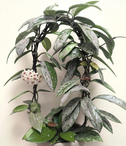 Hoya carnosa 'Wilbur Graves' "China" is a stunning and highly collectible Hoya cultivar, prized for its thick, waxy leaves generously splashed or half-covered with silver variegation. Some leaves may be nearly completely silver, while others display bold half-and-half patterns.