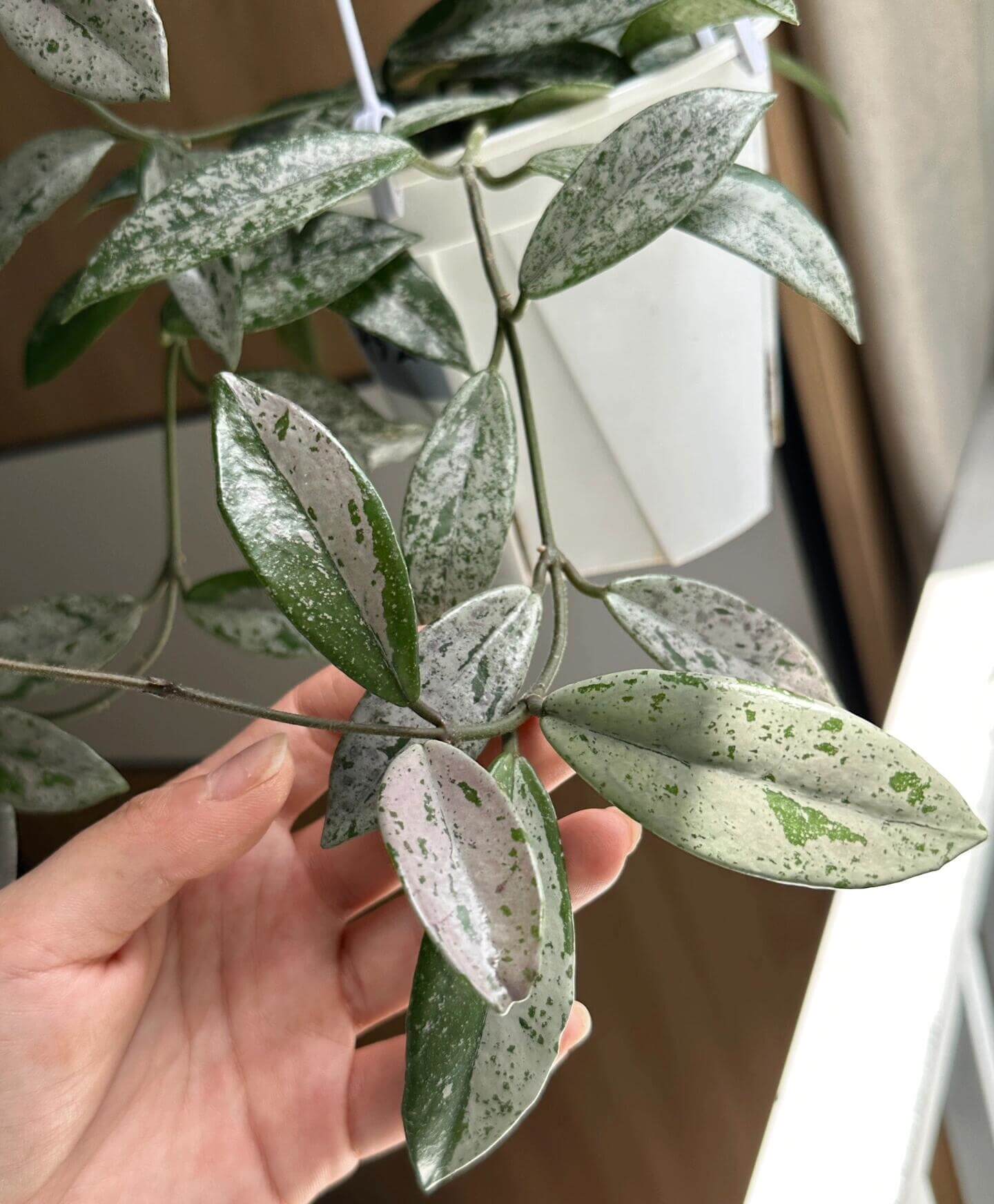 Hoya carnosa 'Wilbur Graves' "China" is a stunning and highly collectible Hoya cultivar, prized for its thick, waxy leaves generously splashed or half-covered with silver variegation. Some leaves may be nearly completely silver, while others display bold half-and-half patterns.