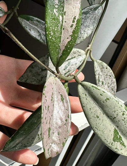 Hoya carnosa 'Wilbur Graves' "China" is a stunning and highly collectible Hoya cultivar, prized for its thick, waxy leaves generously splashed or half-covered with silver variegation. Some leaves may be nearly completely silver, while others display bold half-and-half patterns.