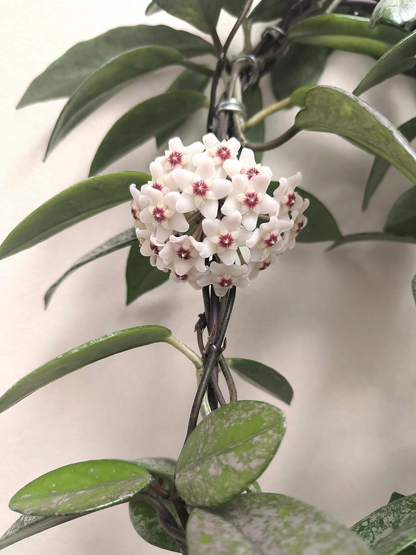Hoya carnosa 'Wilbur Graves' "China" is a stunning and highly collectible Hoya cultivar, prized for its thick, waxy leaves generously splashed or half-covered with silver variegation. Some leaves may be nearly completely silver, while others display bold half-and-half patterns.