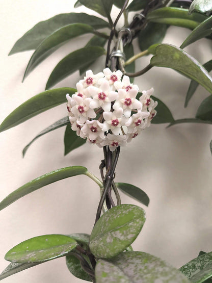 Hoya carnosa 'Wilbur Graves' "China" is a stunning and highly collectible Hoya cultivar, prized for its thick, waxy leaves generously splashed or half-covered with silver variegation. Some leaves may be nearly completely silver, while others display bold half-and-half patterns.