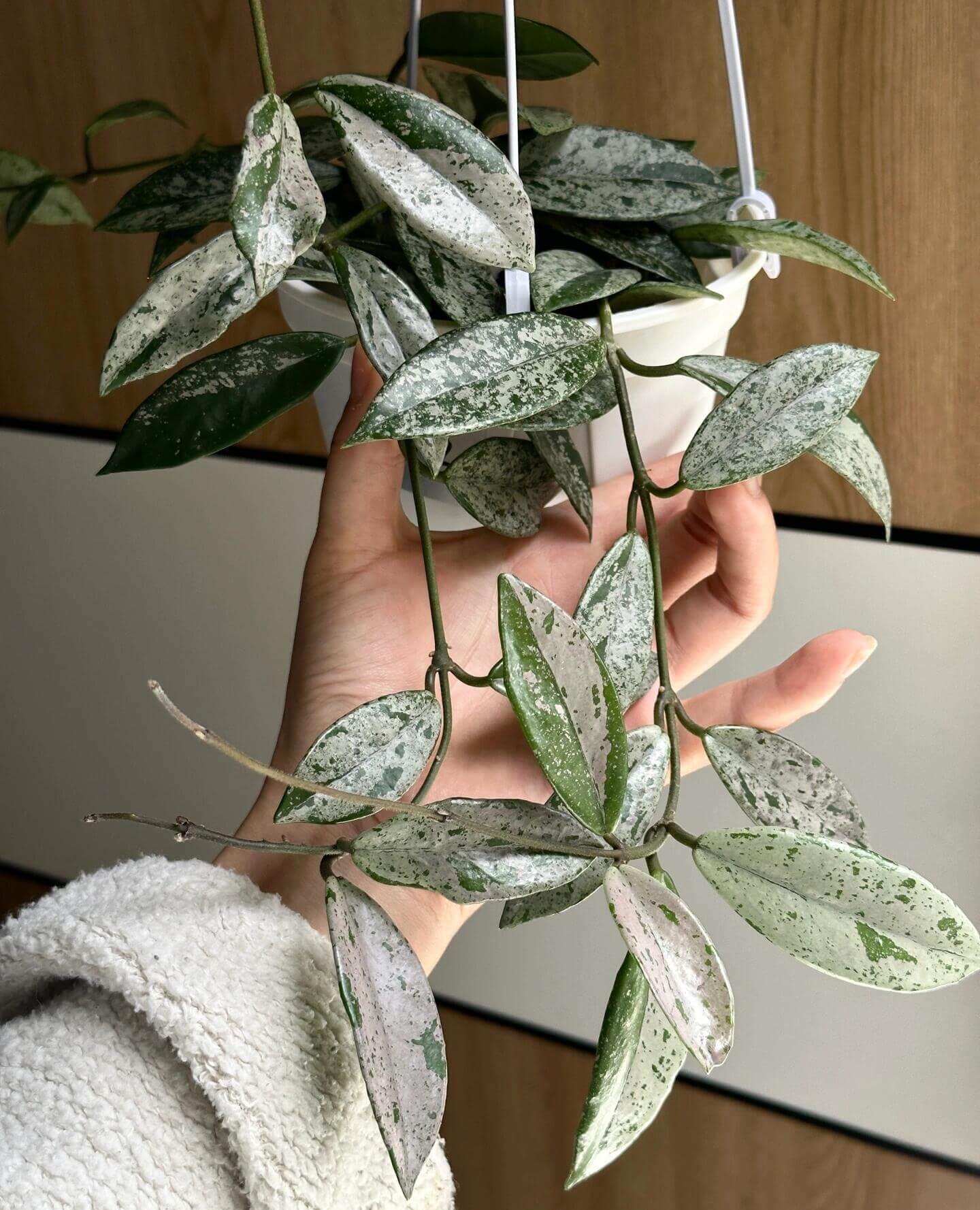 Hoya carnosa 'Wilbur Graves' "China" is a stunning and highly collectible Hoya cultivar, prized for its thick, waxy leaves generously splashed or half-covered with silver variegation. Some leaves may be nearly completely silver, while others display bold half-and-half patterns.