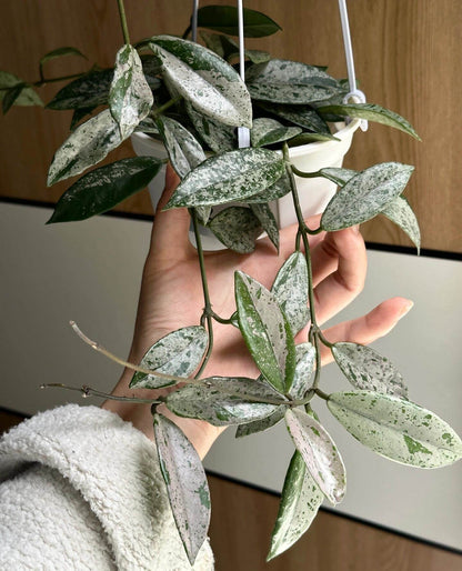 Hoya carnosa 'Wilbur Graves' "China" is a stunning and highly collectible Hoya cultivar, prized for its thick, waxy leaves generously splashed or half-covered with silver variegation. Some leaves may be nearly completely silver, while others display bold half-and-half patterns.