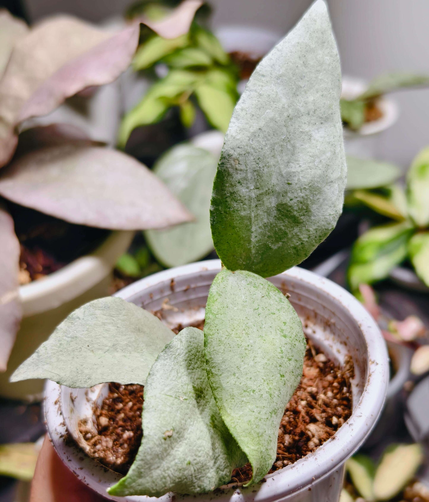 Hoya caudata Argene is a rare and highly sought-after variety of Hoya caudata, prized for its striking silver foliage. Unlike other forms of Hoya caudata, 'Argene' maintains its silvery leaves throughout its growth, making it a standout in any collection.